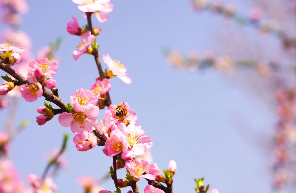 Peach Blossom Pink Yellow Green Blue gray Sky