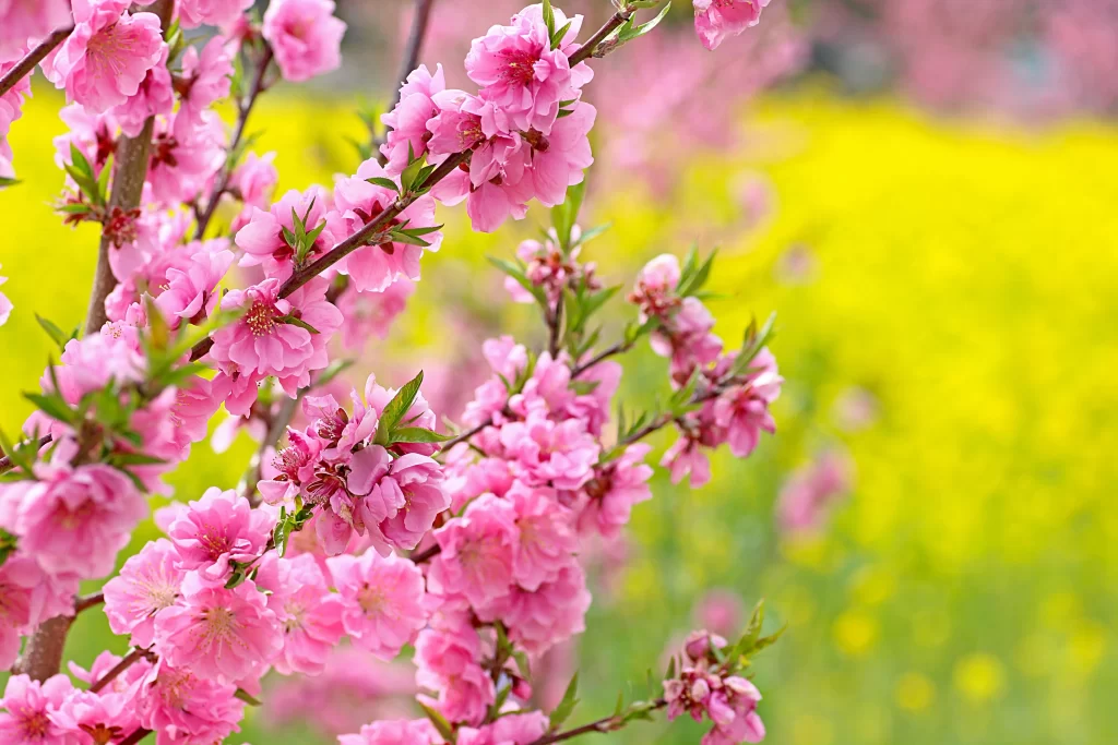 Peach Blossom Pink Yellow Green Spring