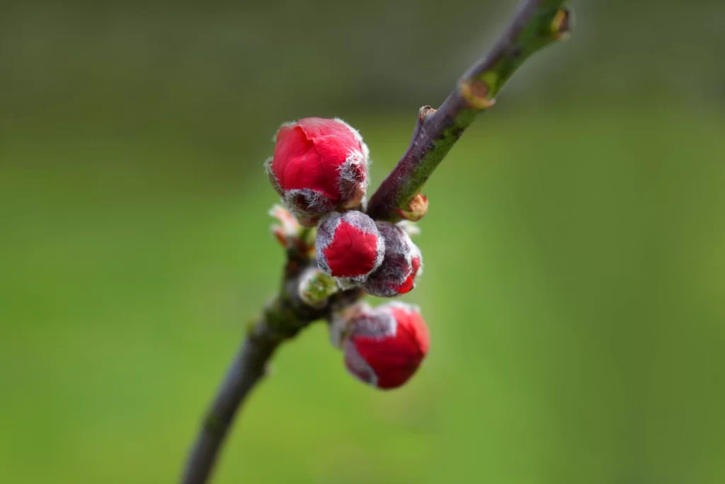 Peach Blossom Red Green Bud Branch