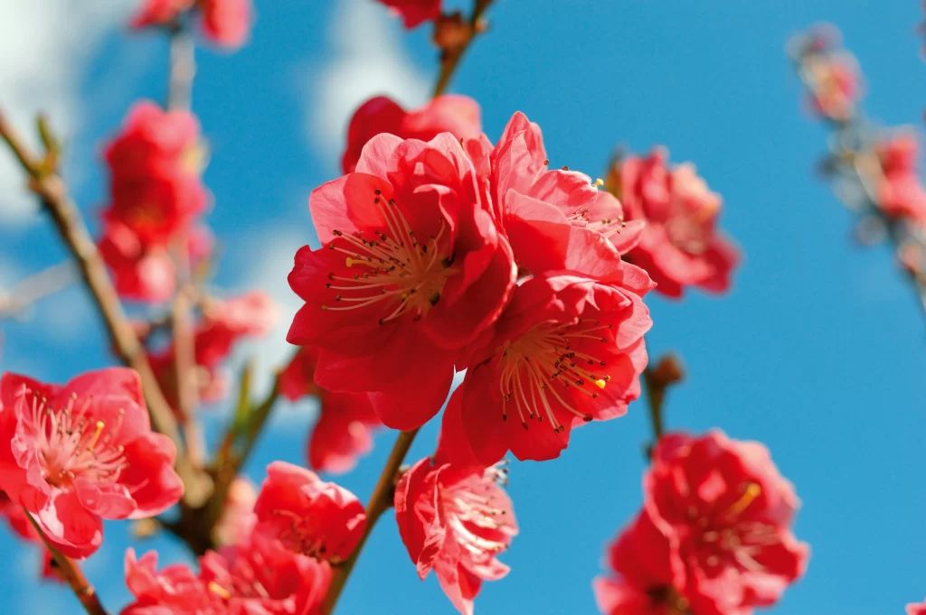 Peach Blossom Red Petal Blue Sky