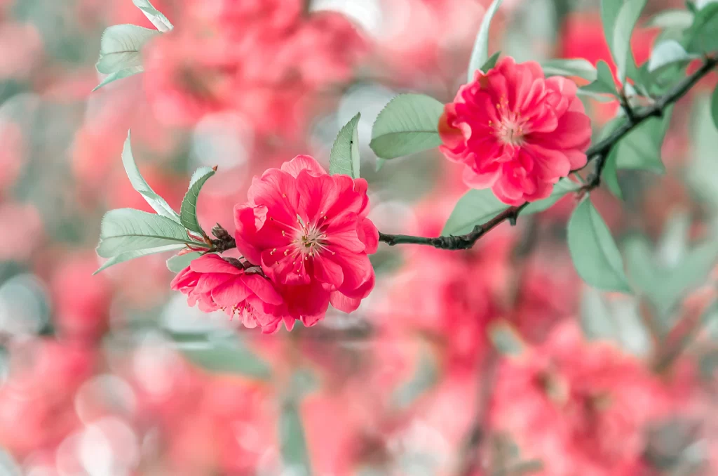 Peach Blossom Red Petal Spring Branch