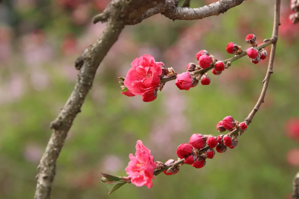 Peach Blossom Red Pink Flower Petal Spring warm Branch