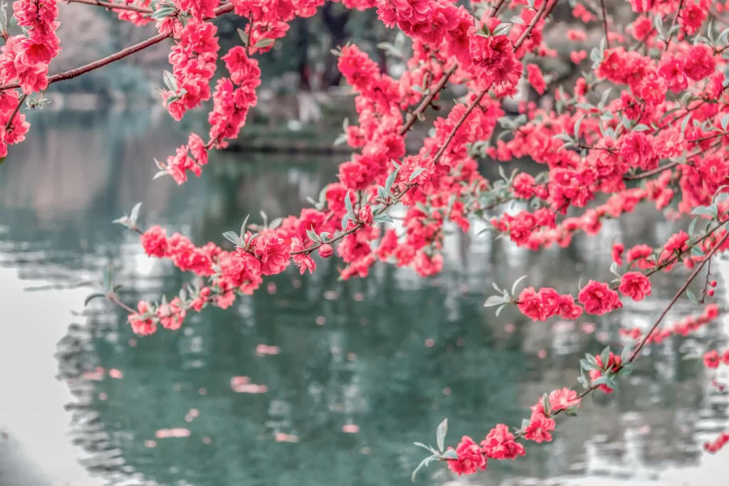 Peach Blossom Red Pink Petals Branches Water