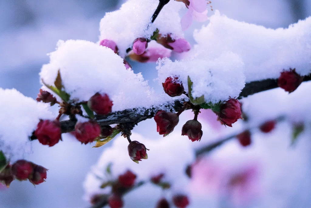 Peach Blossom Red Pink White Snow