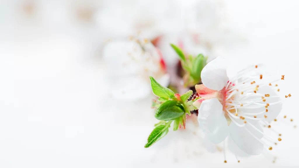 Peach Blossom White Green Red Petal Spring