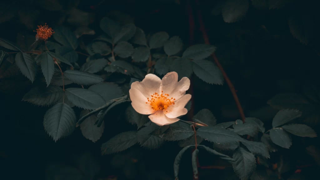 Peach Blossom White Orange Petal Dark Background