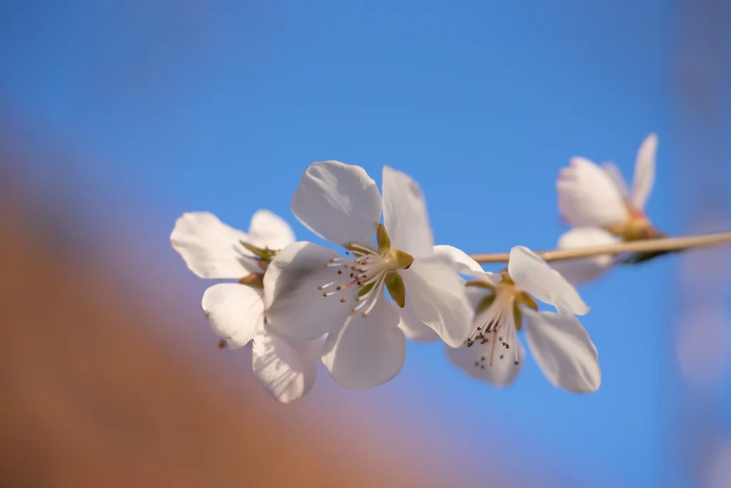 Peach Blossom White Petal Blue Sky