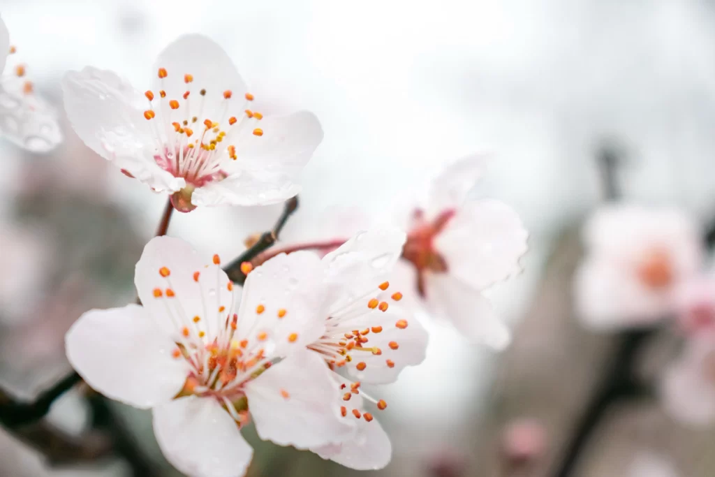 Peach Blossom White Petal Pink Stamen Spring Branch