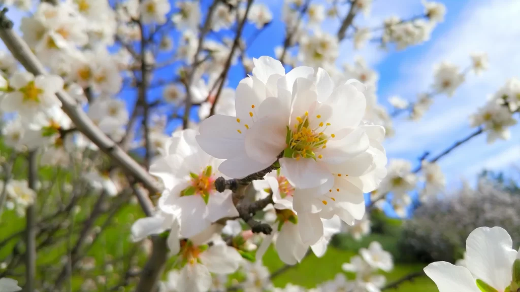 Peach Blossom White Petal Yellow Stamen Blue Sky Green Grass