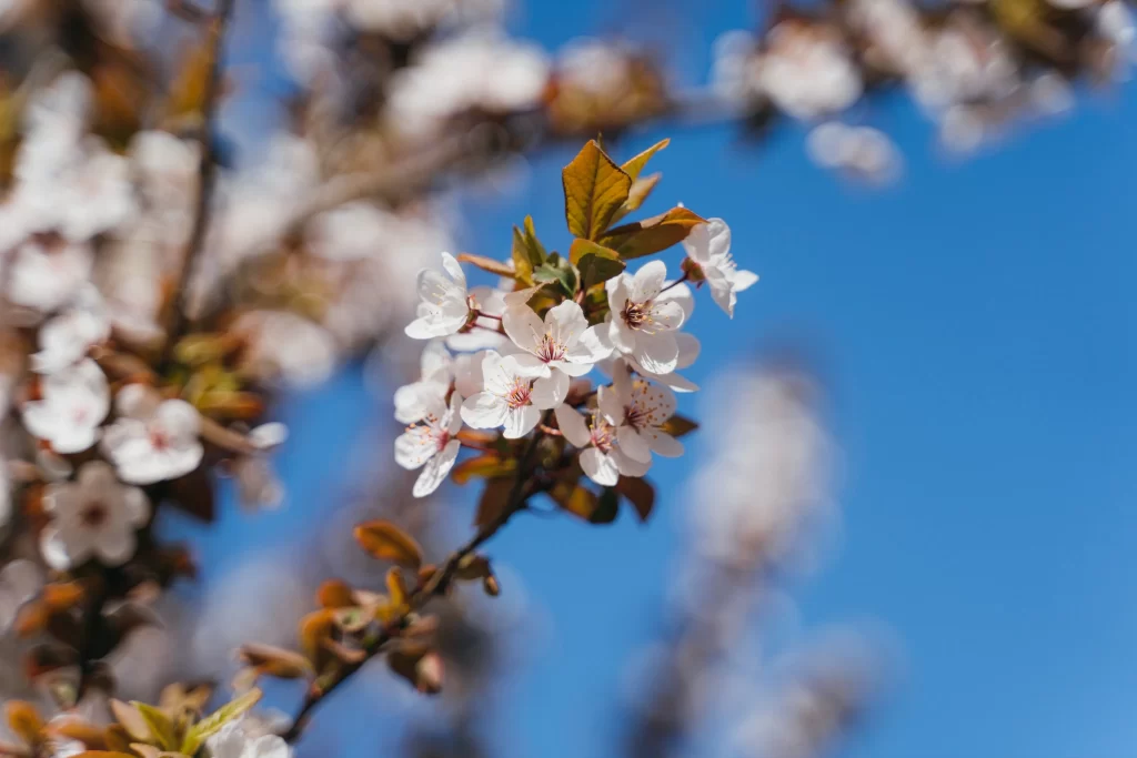 Peach Blossom White Petal Brown Leaf Blue Sky