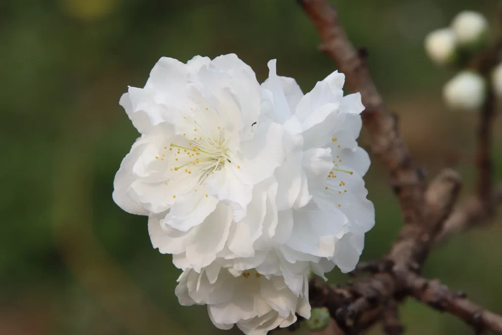 Peach Blossom White Petal Spring Branch