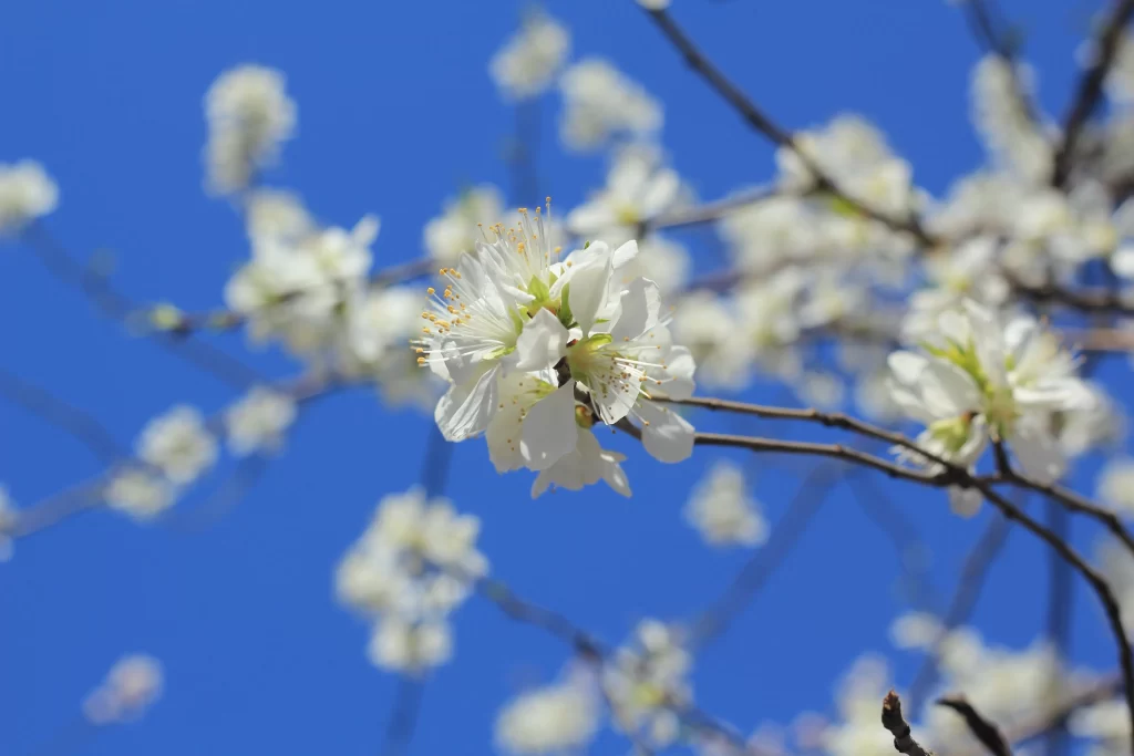 Peach Blossom White Petal Spring Branch Blue cool Sky