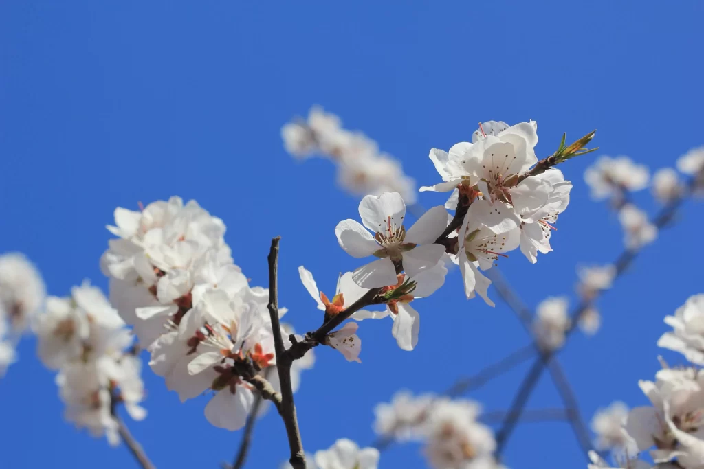 Peach Blossom White Petal Blue Sky Spring Branch