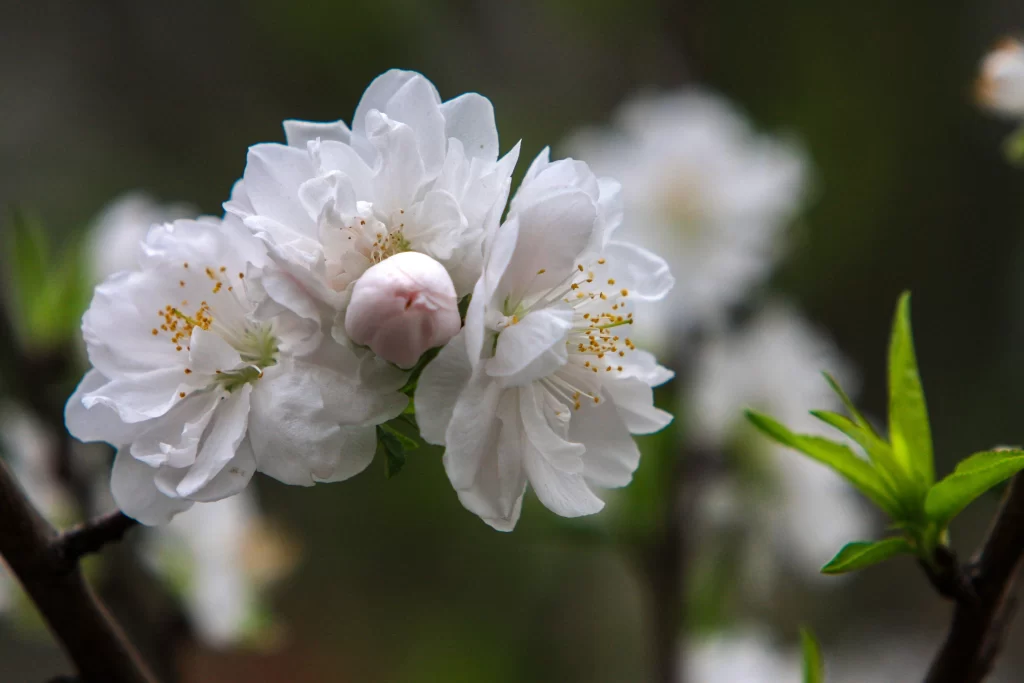 Peach Blossom White Petal Green Leaf Spring
