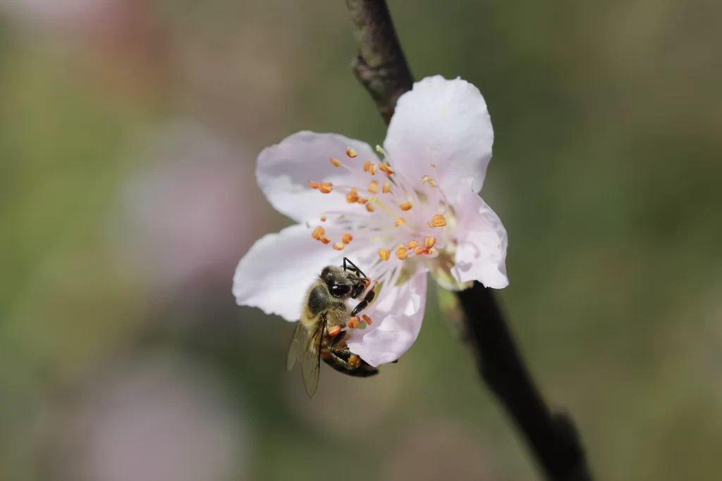 Peach Blossom White Petal Yellow Stamen Green Background