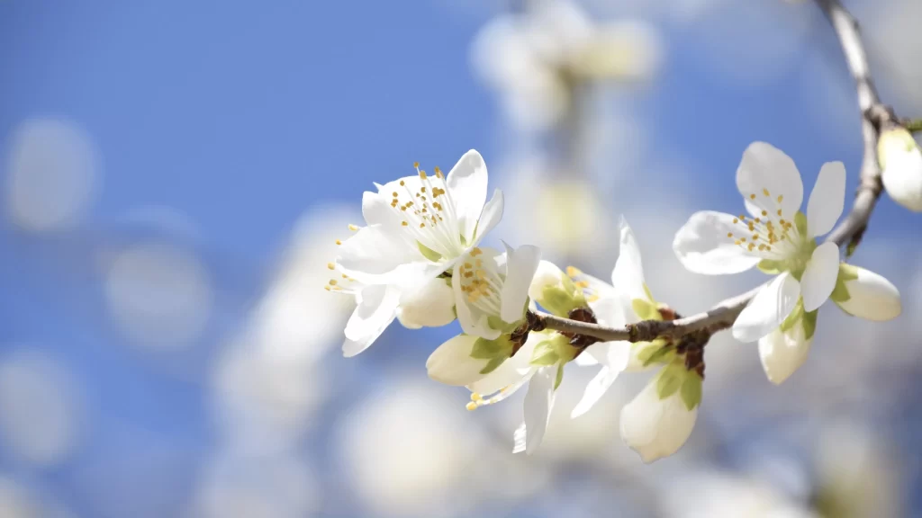 Peach Blossom White Petal Spring Branch Blue gray Sky