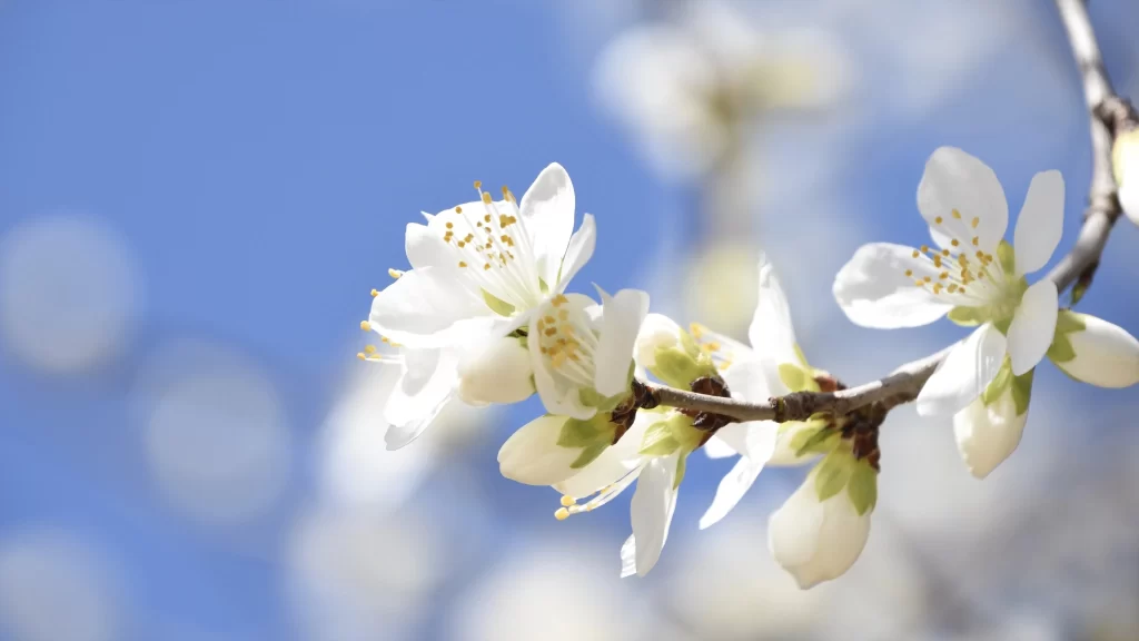 Peach Blossom White Petal Spring Branch Blue gray Sky