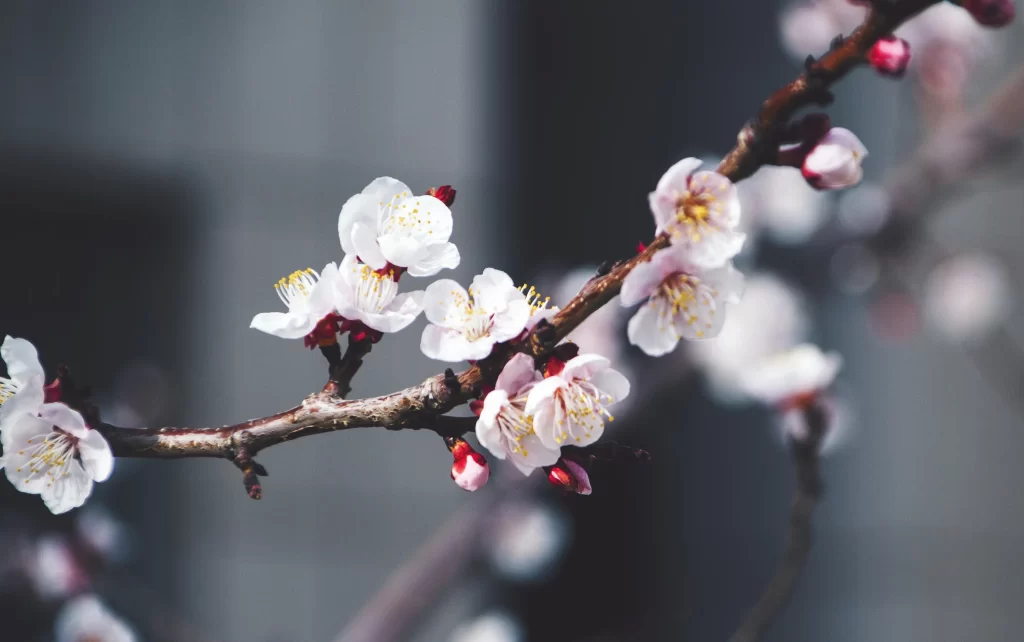 Peach Blossom White Pink Yellow Petal Spring gray Branch