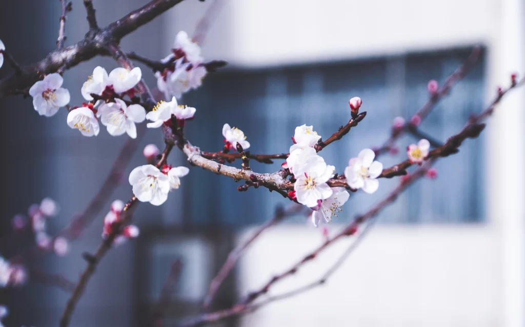 Peach Blossom White Pink Petals Branch