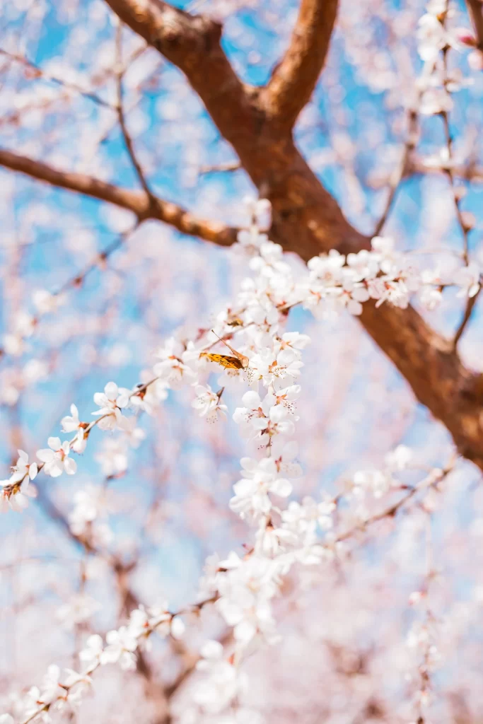 Peach Blossom White Pink Petals Spring Branch
