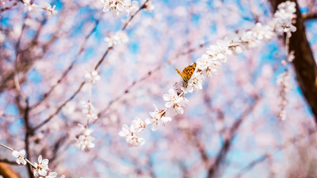 Peach Blossom White Pink Yellow Blue Sky