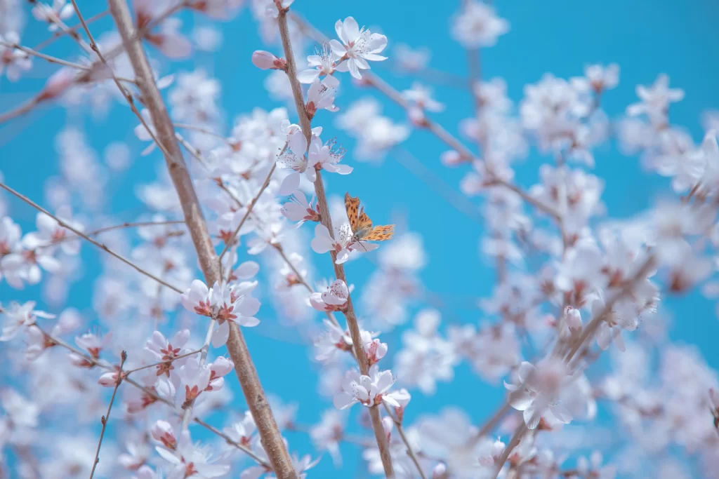 Peach Blossom White Pink Blue Sky Butterfly