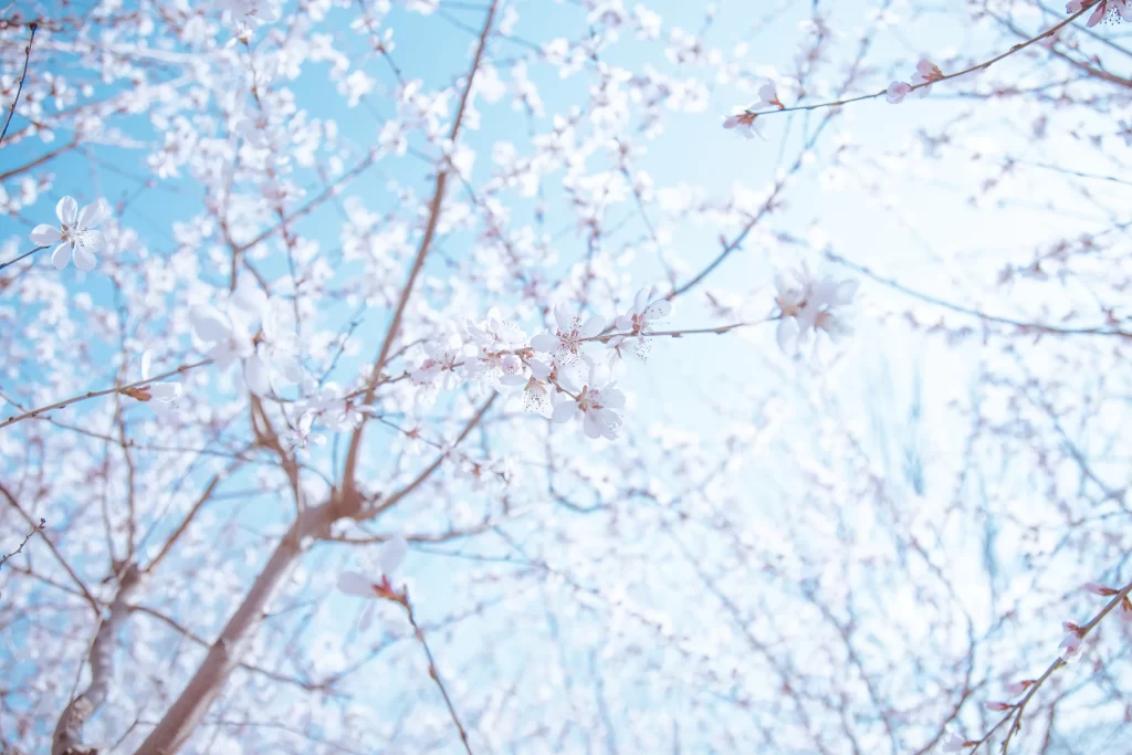 Peach Blossom White Pink Petal Spring Branch