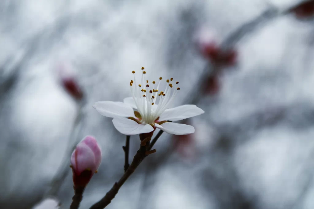 Peach Blossom White Pink Petal Spring gray Branch