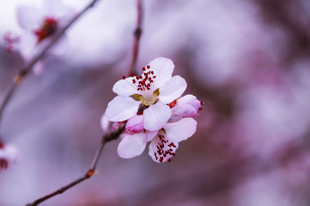 Peach Blossom White Pink Petal Spring cool Branch