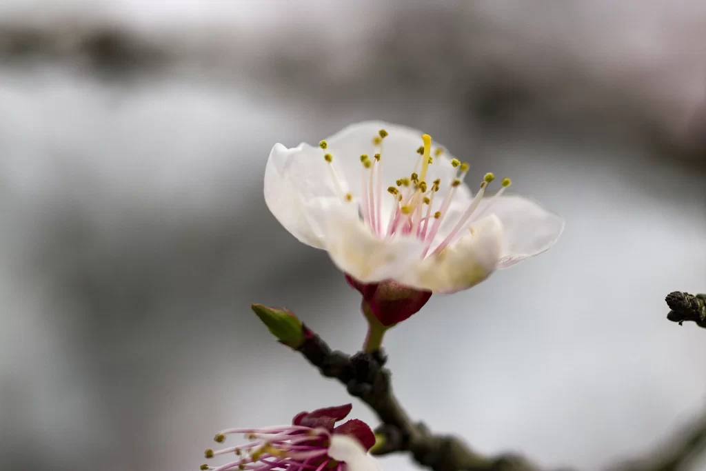 Peach Blossom White Pink Yellow Petal gray Branch