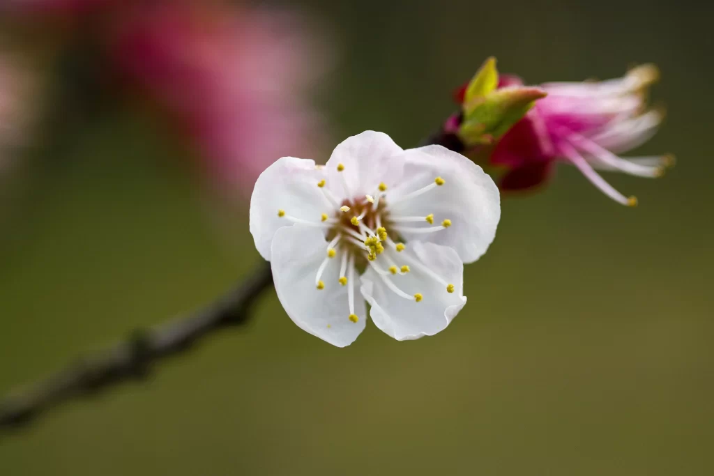 Peach Blossom White Pink Petal Spring warm Branch
