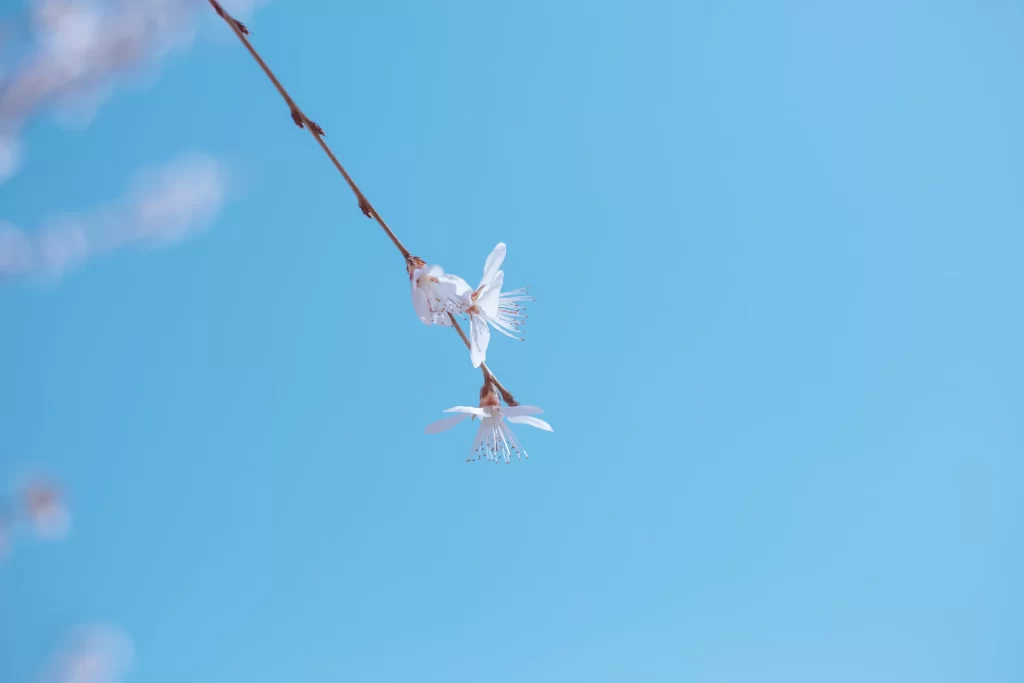 Peach Blossom White Pink Petal Clear Sky