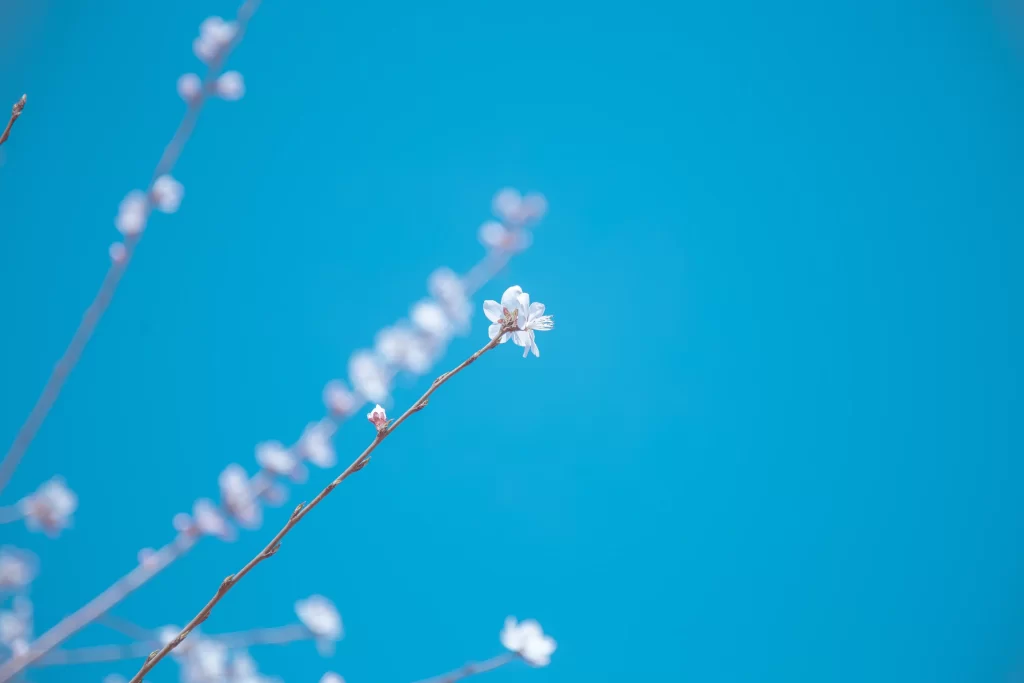 Peach Blossom White Pink Petal Spring cool Branch