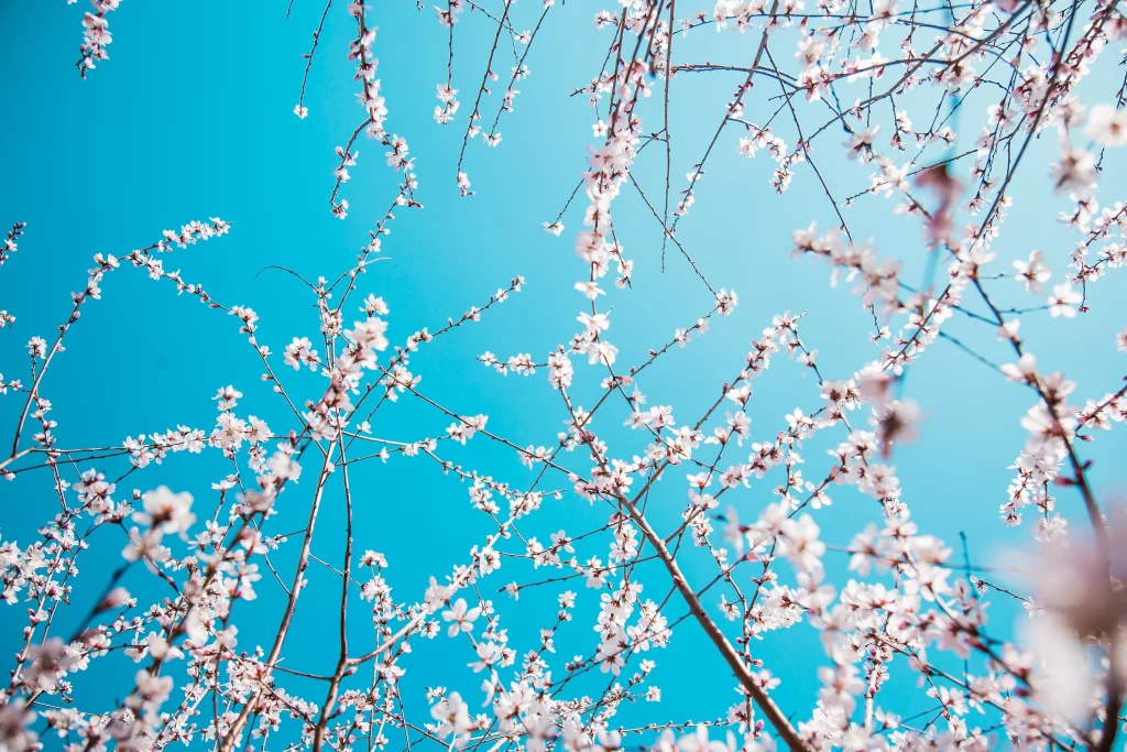 Peach Blossom White Pink Blue Sky cool Branch