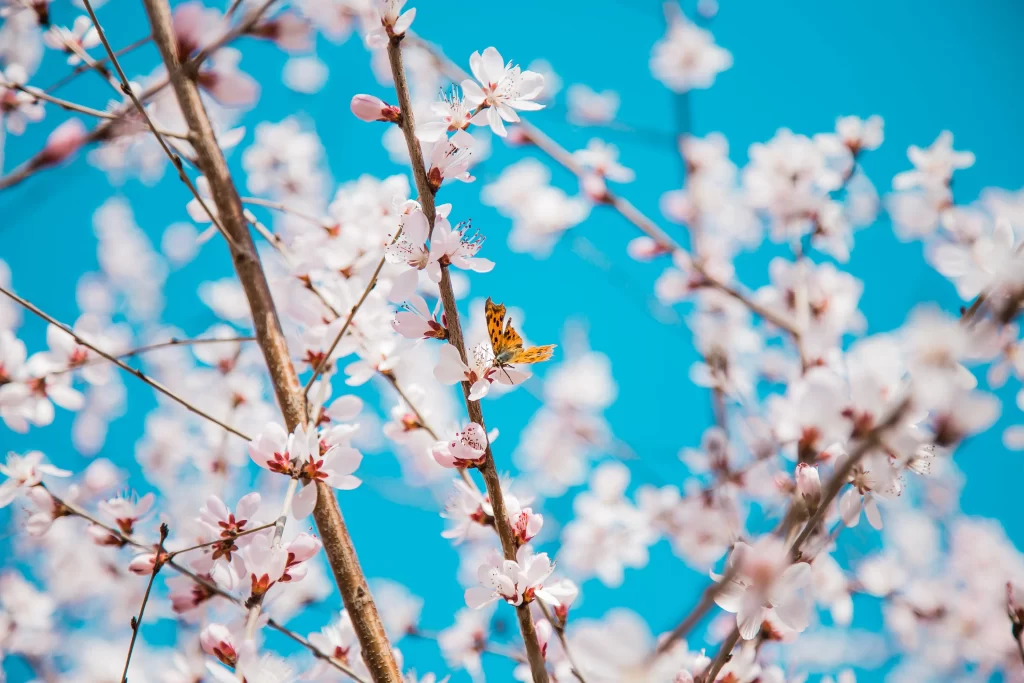 Peach Blossom White Pink Yellow Orange Blue Sky