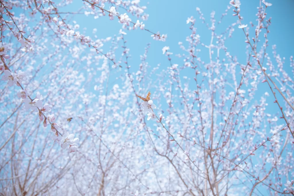 Peach Blossom White Pink Blue Sky