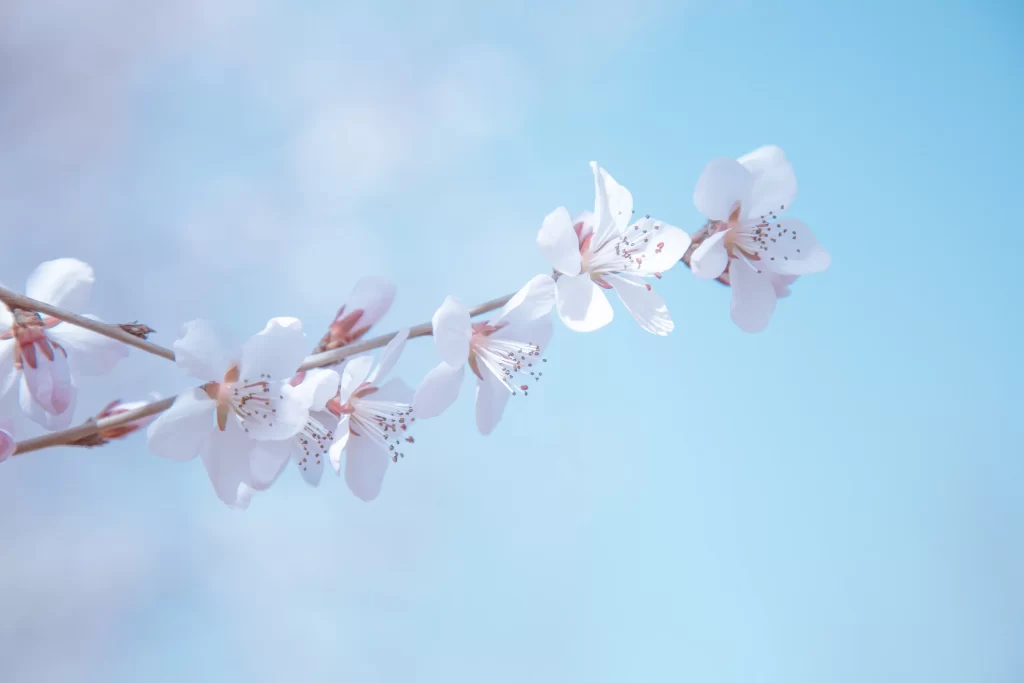 Peach Blossom White Pink Petals Blue Sky