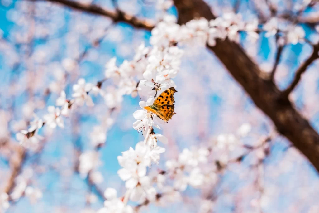 Peach Blossom White Pink Yellow Orange Butterfly