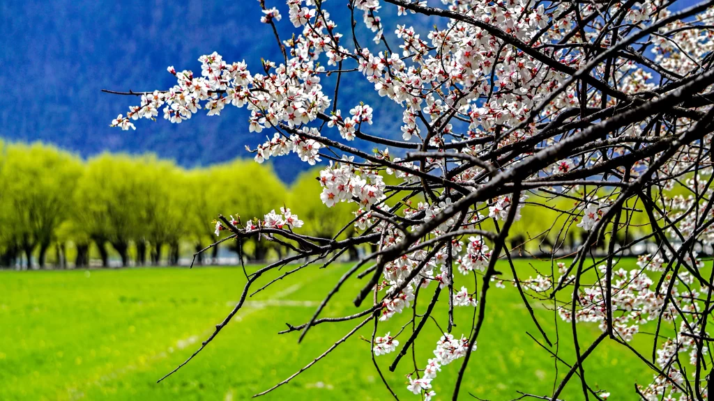 Peach Blossom White Pink Green Blue