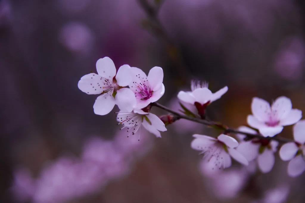Peach Blossom White Pink Petal Spring gray Branch