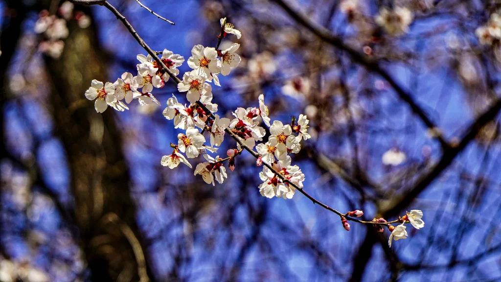 Peach Blossom White Pink Yellow Petal Spring cool Branch