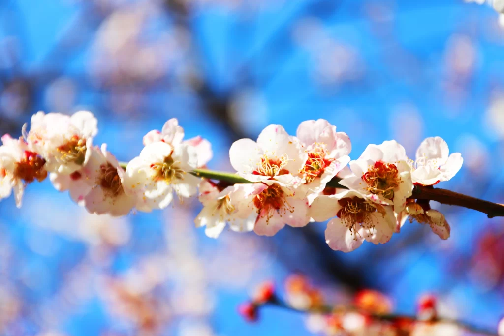 Peach Blossom White Pink Yellow Petal Blue Sky