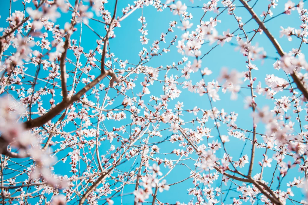 Peach Blossom White Pink Blue Sky cool Branch