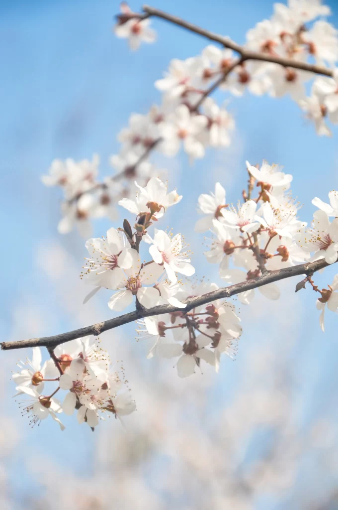 Peach Blossom White Pink Petal Spring gray Branch