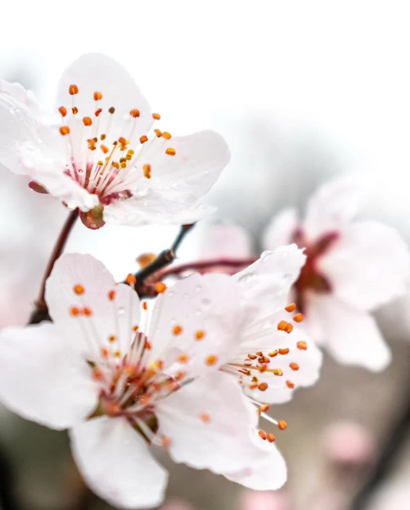 Peach Blossom White Pink Petal Spring Branch