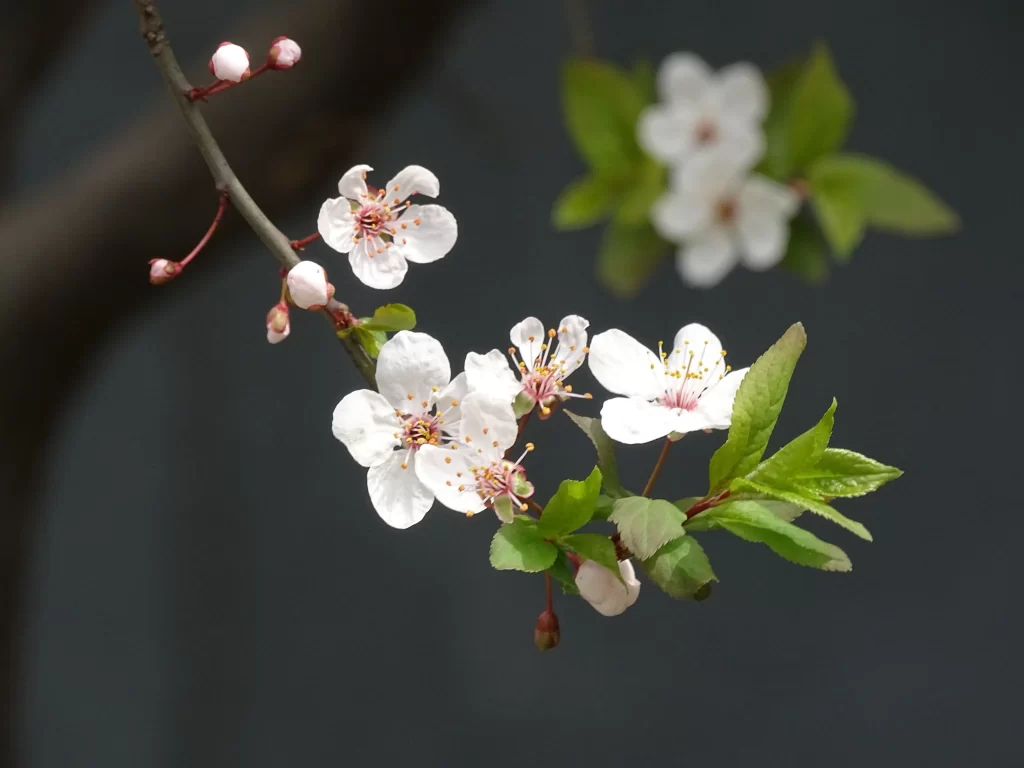 Peach Blossom White Pink Petal Spring gray Branch