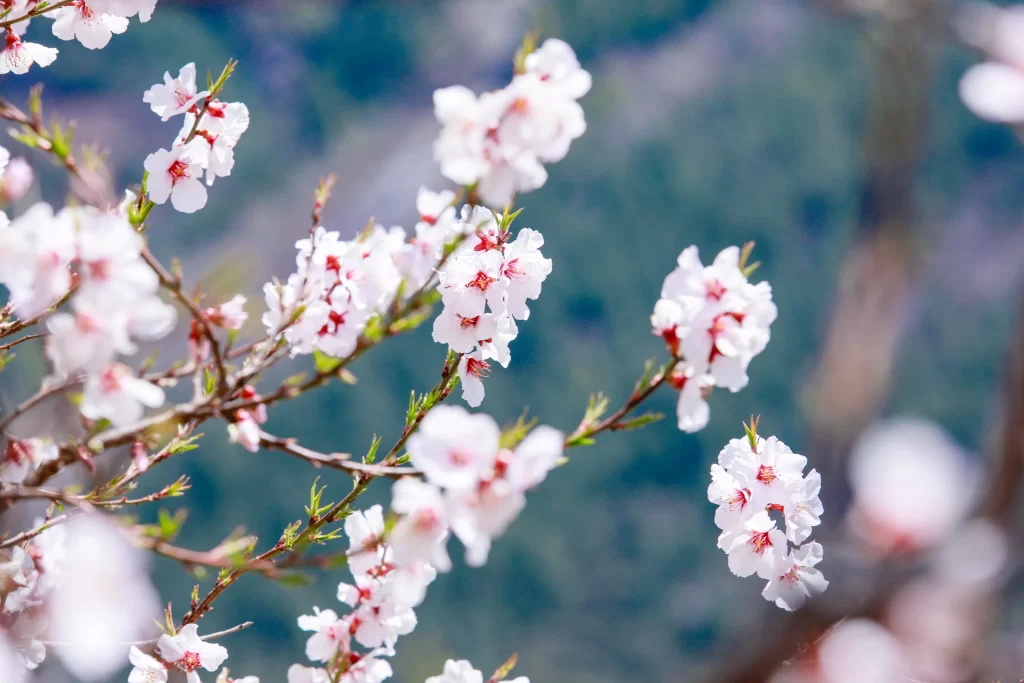 Peach Blossom White Pink Petal Spring gray Branch