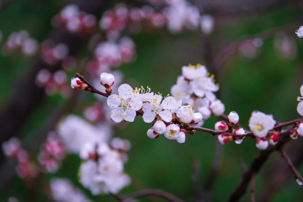Peach Blossom White Pink Yellow Green