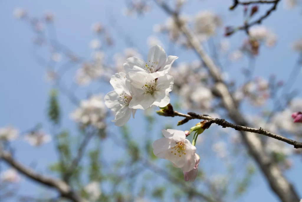Peach Blossom White Pink Petal Spring gray Branch