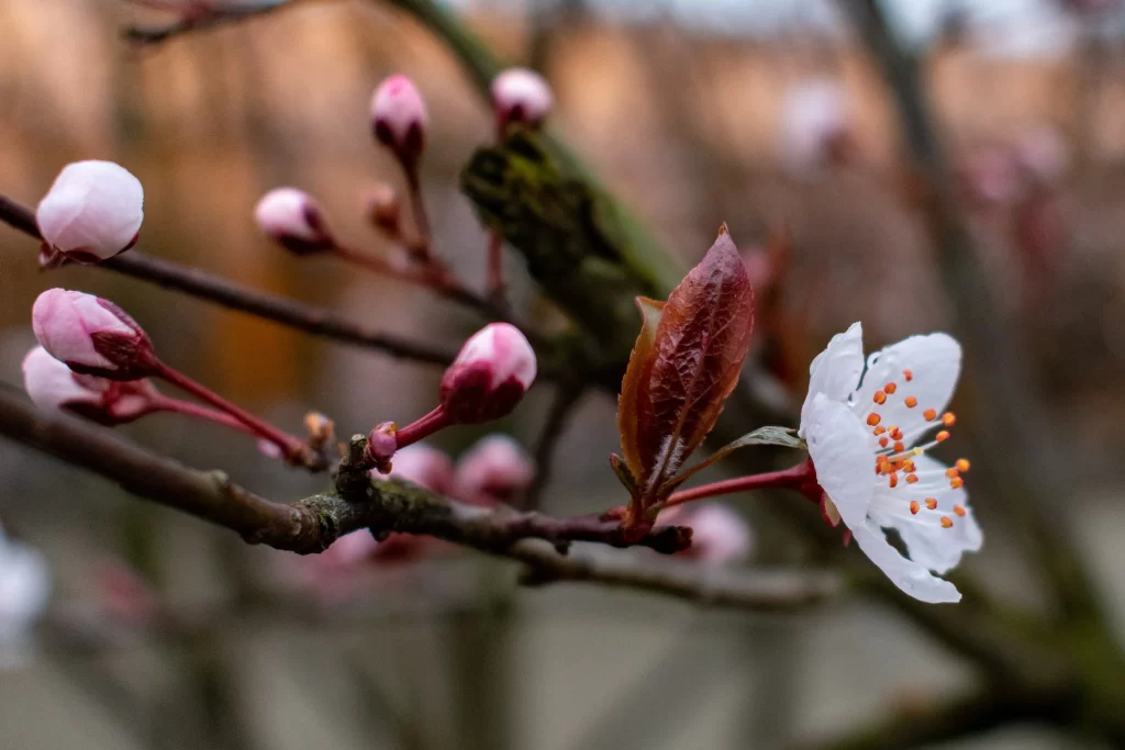 Peach Blossom White Pink Petal Spring gray Branch
